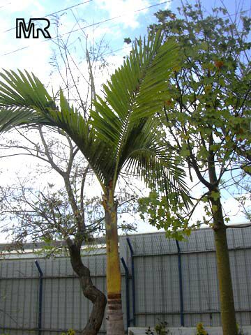 Dictyosperma album, Hurricane Palm, Princess Palm