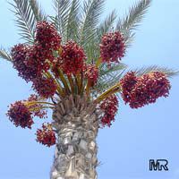 Phoenix dactylifera (финиковая пальма) - растение