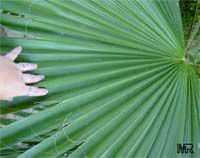 Washingtonia filifera, California Fan Palm, Desert Fan Palm, American Cotton Palm, Cotton Palm

Click to see full-size image