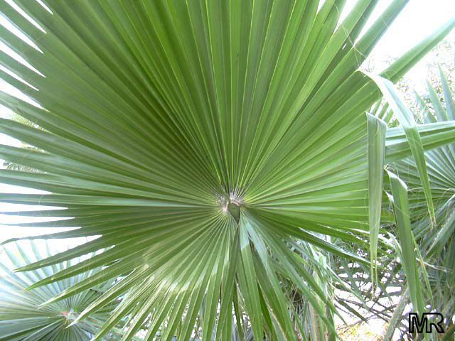 Washingtonia filifera, California Fan Palm, Desert Fan Palm, American Cotton Palm, Cotton Palm