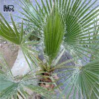Washingtonia filifera, California Fan Palm, Desert Fan Palm, American Cotton Palm, Cotton Palm