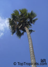 Washingtonia robusta, Washingtonia, Mexican Fan Palm