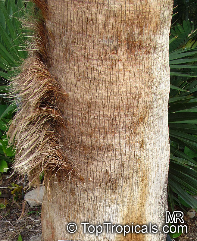Washingtonia robusta, Washingtonia, Mexican Fan Palm