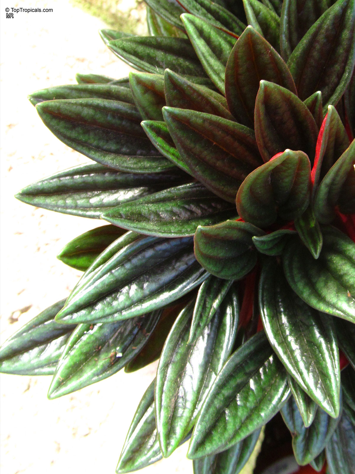 Peperomia caperata, Emerald Ripple Peperomia. Peperomia caperata 'Rosso' Peperomia caperata, Emerald Ripple Peperomia. Peperomia caperata 'Rosso'