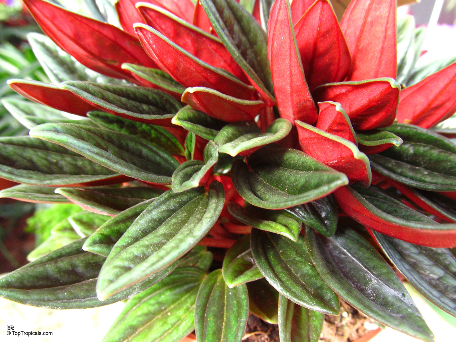 Peperomia caperata, Emerald Ripple Peperomia. Peperomia caperata 'Rosso' Peperomia caperata, Emerald Ripple Peperomia. Peperomia caperata 'Rosso'