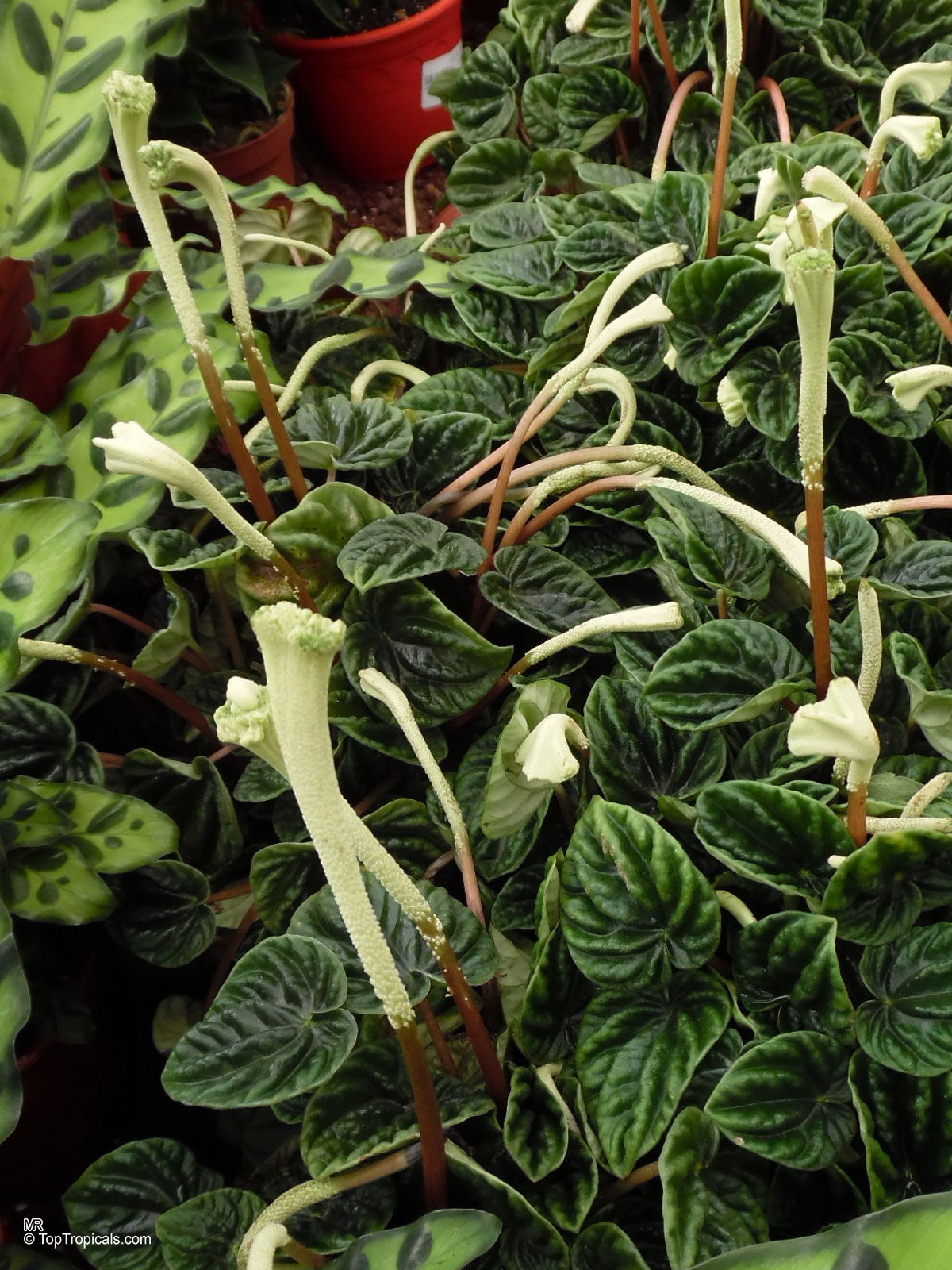 Peperomia caperata, Emerald Ripple Peperomia Peperomia caperata, Emerald Ripple Peperomia