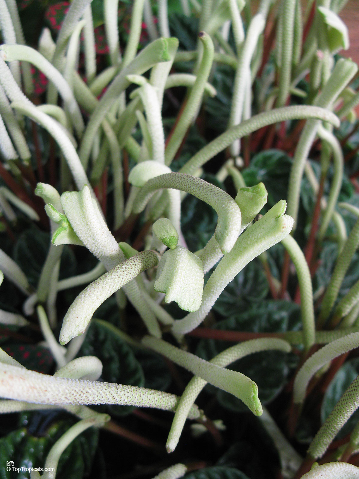Peperomia caperata, Emerald Ripple Peperomia Peperomia caperata, Emerald Ripple Peperomia