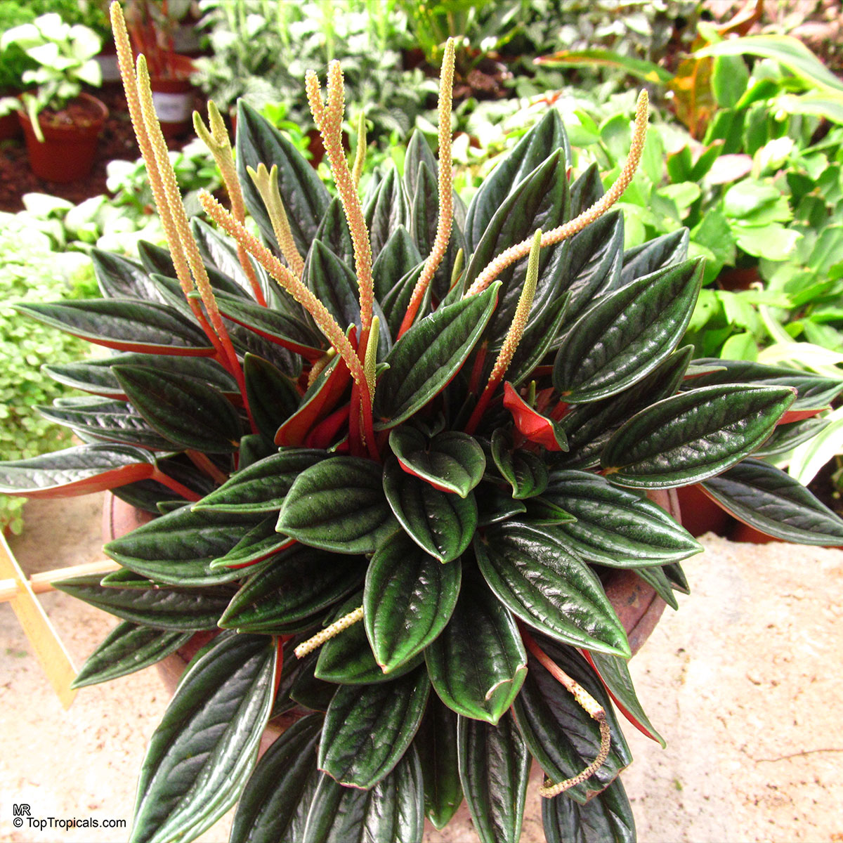 Peperomia caperata, Emerald Ripple Peperomia Peperomia caperata, Emerald Ripple Peperomia