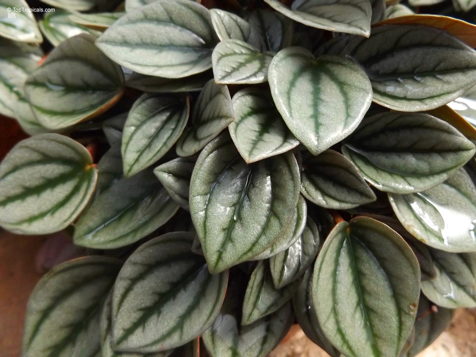 Peperomia caperata, Emerald Ripple Peperomia Peperomia caperata, Emerald Ripple Peperomia
