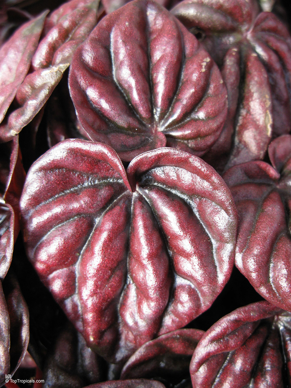 Peperomia caperata, Emerald Ripple Peperomia Peperomia caperata, Emerald Ripple Peperomia