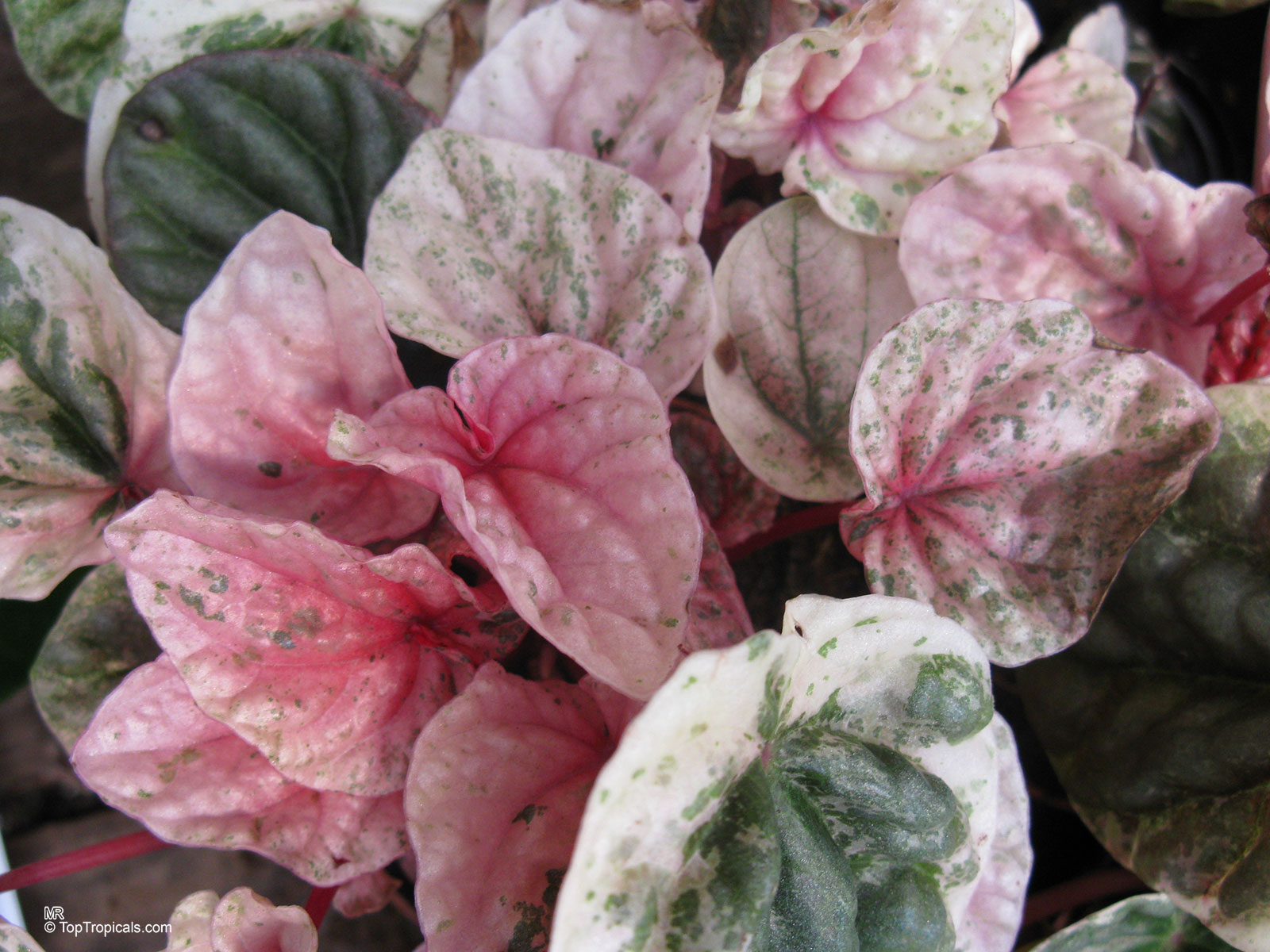 Peperomia caperata, Emerald Ripple Peperomia Peperomia caperata, Emerald Ripple Peperomia