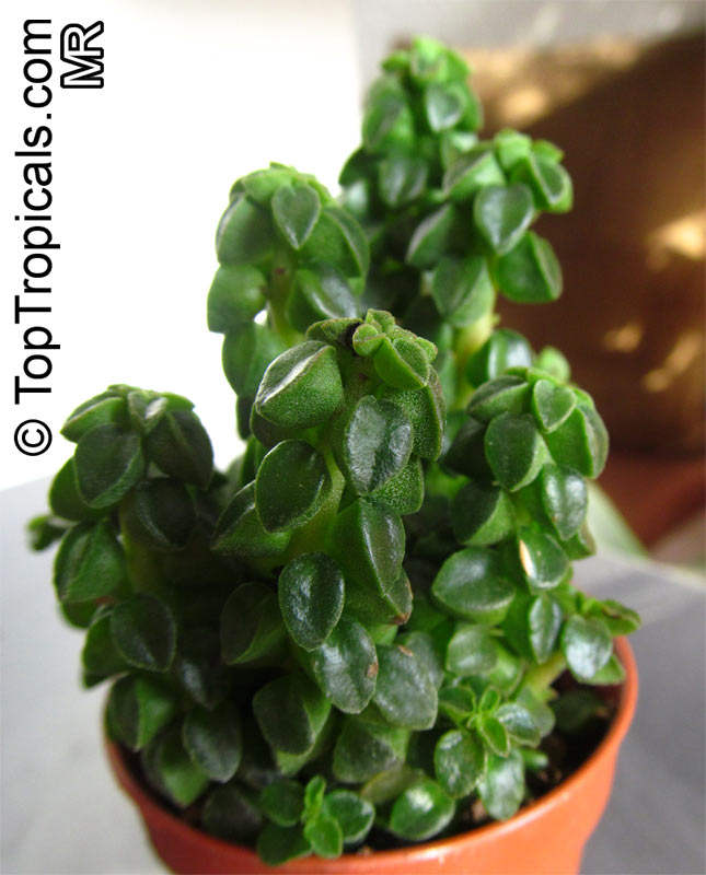 Peperomia sp., Radiator Plant. Peperomia columella