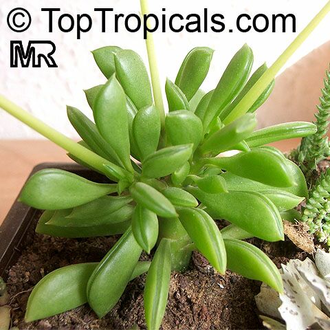 Peperomia sp., Radiator Plant. Peperomia dolabriformis