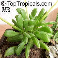 Peperomia sp., Radiator Plant

Click to see full-size image