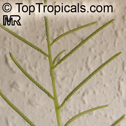 Peperomia sp., Radiator Plant. Peperomia dolabriformis