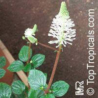 Peperomia fraseri, Flowering Peperomia

Click to see full-size image