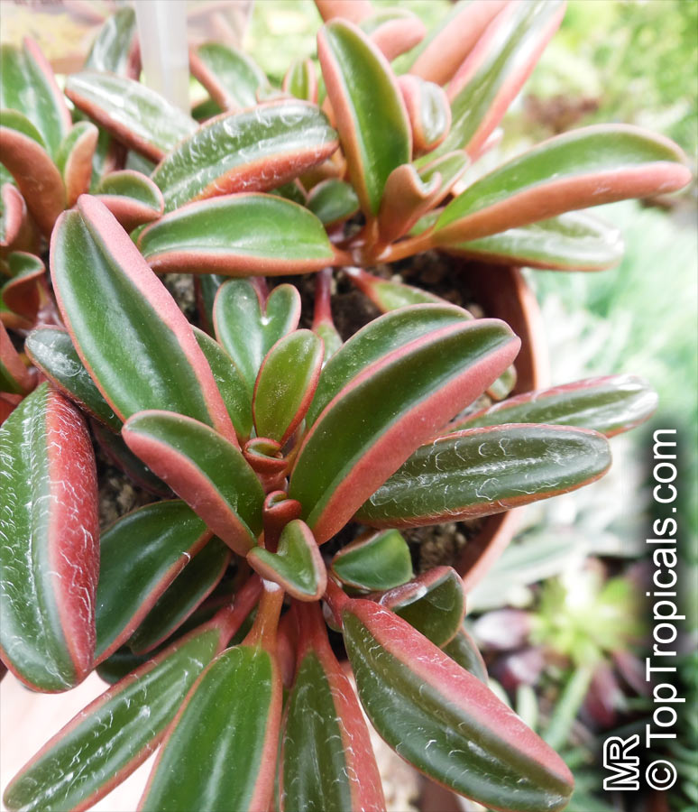 Peperomia sp., Radiator Plant. Peperomia graveolens