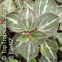 Peperomia bicolor, Peperomia

Click to see full-size image