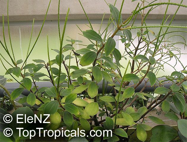 Peperomia sp., Radiator Plant. Peperomia blanda
