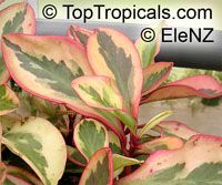 Peperomia clusiifolia, Peperomia obtusifolia var. clusiaefolia, Red Edge Peperomia

Click to see full-size image