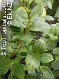 Peperomia dahlstedtii, Peperomia fosteri, Vining Pepper

Click to see full-size image