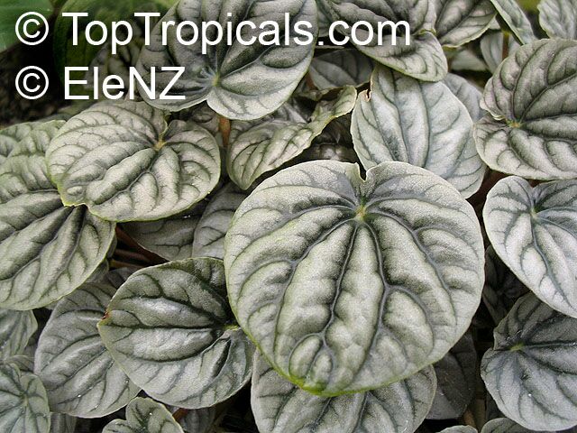 Peperomia griseoargentea, Radiator Plant, Platinum Pepper, Ivy-Leaf Peperomia