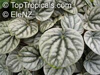 Peperomia griseoargentea, Radiator Plant, Platinum Pepper, Ivy-Leaf Peperomia

Click to see full-size image