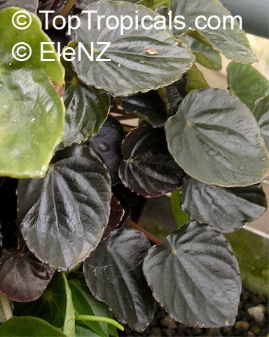 Peperomia griseoargentea, Radiator Plant, Platinum Pepper, Ivy-Leaf Peperomia