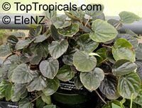 Peperomia griseoargentea, Radiator Plant, Platinum Pepper, Ivy-Leaf Peperomia

Click to see full-size image