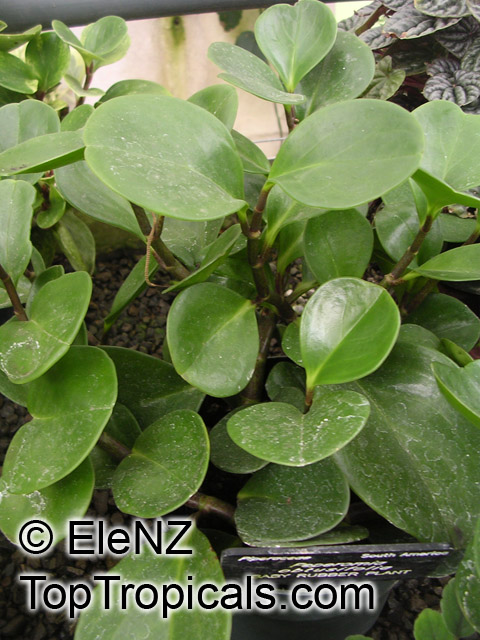 Peperomia obtusifolia, Baby Rubber Plant