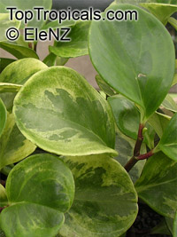Peperomia obtusifolia, Baby Rubber Plant

Click to see full-size image