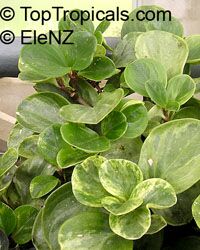 Peperomia obtusifolia, Baby Rubber Plant

Click to see full-size image