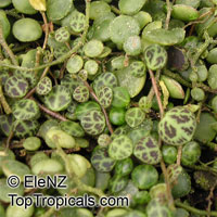 Peperomia prostrata, Trailing Peperomia

Click to see full-size image