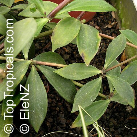 Peperomia sp., Radiator Plant. Peperomia pereskiaefolia 