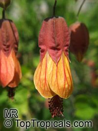 Abutilon megapotamicum, Abutilon vexillarium, Flowering Maple, Trailing Abutilon, Brazilian Bell-flower

Click to see full-size image