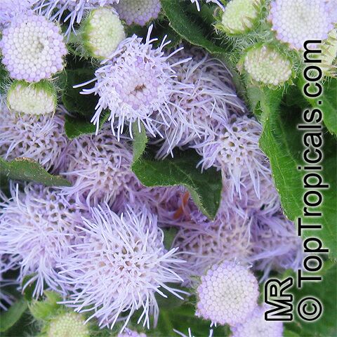 Ageratum houstonianum, Flossflower