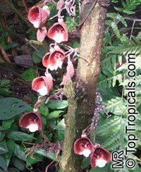 Aristolochia arborea , Aristolochia Tree

Click to see full-size image