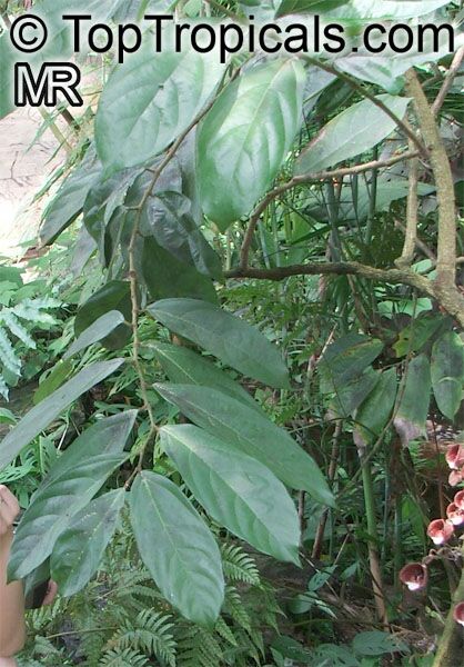Aristolochia arborea , Aristolochia Tree