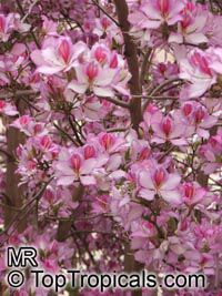 Bauhinia variegata, Phanera variegata, Orchid tree, Purple orchid tree, Mountain ebony, Poor Man's orchid

Click to see full-size image