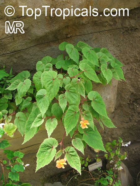 Begonia sp., Begonia. Begonia sutherlandii