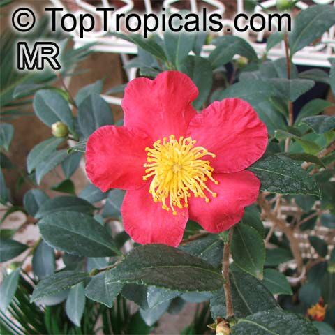 Camellia_japonica6584.jpg