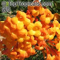 Tecoma alata, Tecoma guarume, Orange Trumpet Flower, Cahuato, Orange Bells, Yellow Bells

Click to see full-size image
