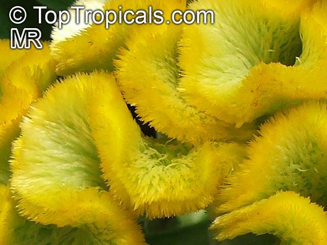 Celosia argentea, Cockscomb, Feathered Amaranth, Woolflower, Red Fox. Celosia argentea Cristata