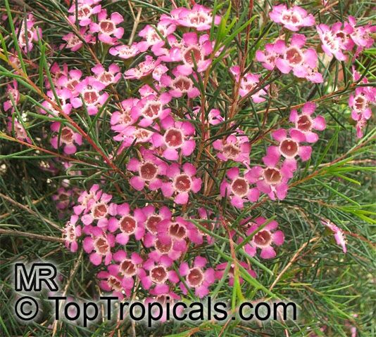 Chamelaucium uncinatum, Darwinia uncinata, Geraldton Waxflower