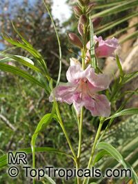 Chilopsis linearis, Desert Willow

Click to see full-size image