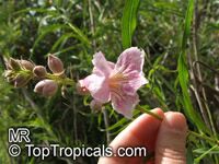 Chilopsis linearis, Desert Willow

Click to see full-size image