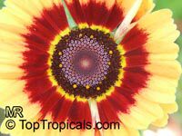 Chrysanthemum carinatum, Chrysanthemum tricolor, Painted Daisy, Tricolor Daisy 

Click to see full-size image