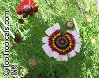 Chrysanthemum carinatum, Chrysanthemum tricolor, Painted Daisy, Tricolor Daisy 