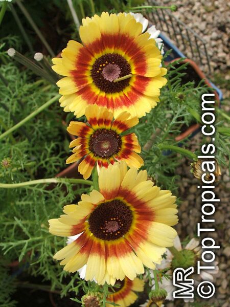 Chrysanthemum carinatum, Chrysanthemum tricolor, Painted Daisy, Tricolor Daisy 