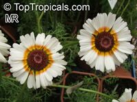 Chrysanthemum carinatum, Chrysanthemum tricolor, Painted Daisy, Tricolor Daisy 